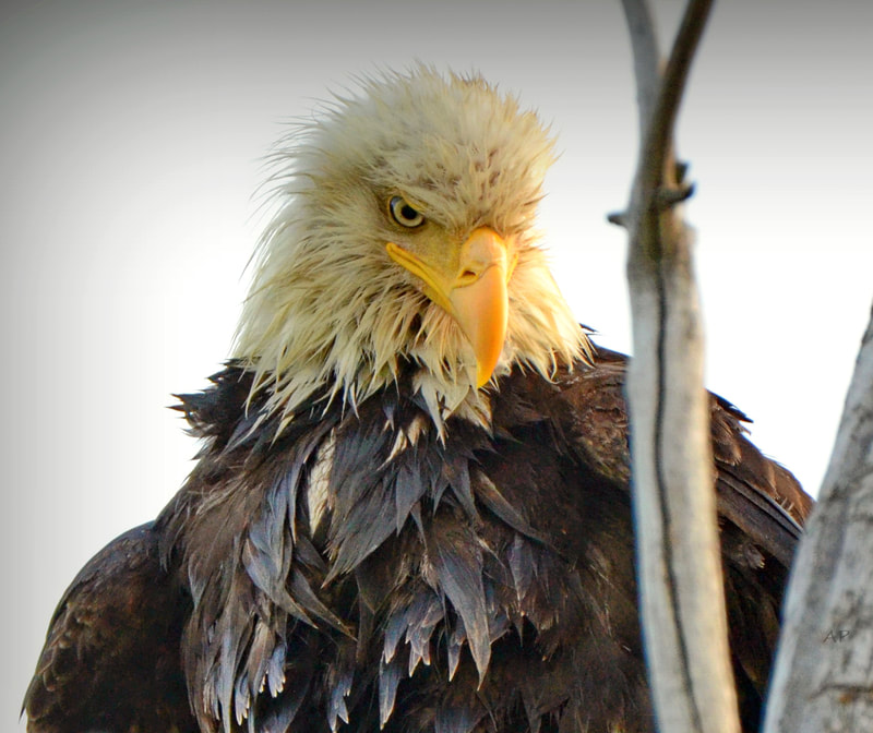 Eagle, wildlife, bird, intensity