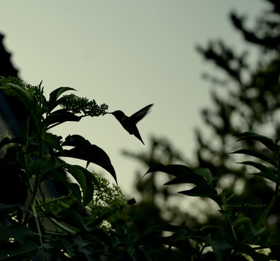 hummingbird, silhouette, bird, nature, flight