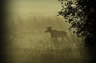 Moose, Silhouette, Fog, Mist, Animal, Nature