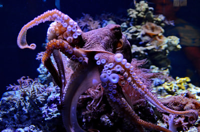 Octopus, Sea, Ocean, Creature, Nature, Animal, Purple